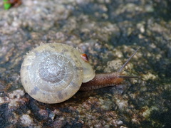 Plectotropis mackensii