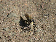 Eccritosia rubriventris