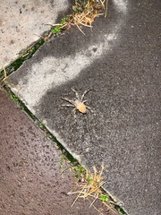 Araneae