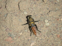 Eccritosia rubriventris