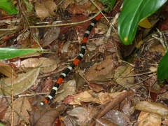 Micrurus ibiboboca