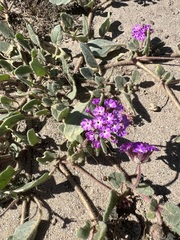 Abronia villosa