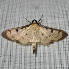 Lygropia