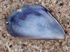 Mytilus galloprovincialis