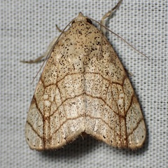 Bagisara tristicta