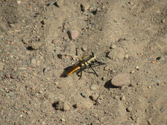 Eccritosia rubriventris