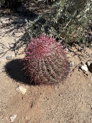 Ferocactus gracilis