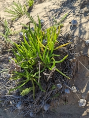 Conicosia pugioniformis