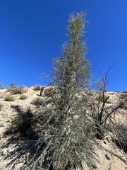 Fouquieria columnaris