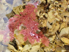 Rhodophyta