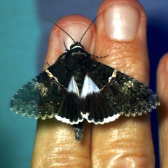 Melipotis punctifinis
