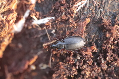 Limodromus