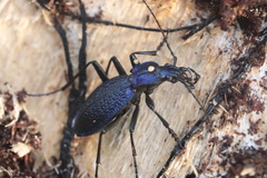 Carabus intricatus