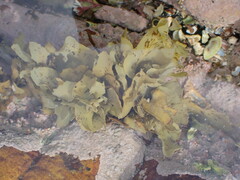 Phaeophyceae