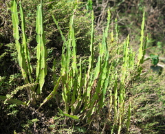 Baccharis trimera