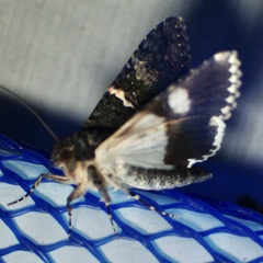 Melipotis punctifinis