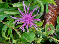 Centaurea scabiosa