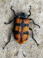 Astylus trifasciatus