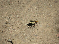 Eccritosia rubriventris