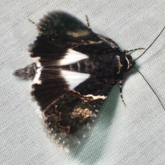 Melipotis punctifinis