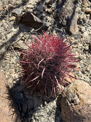 Ferocactus gracilis