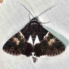 Melipotis punctifinis