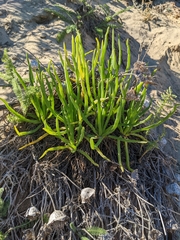 Conicosia pugioniformis