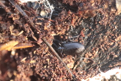 Limodromus