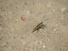Eccritosia rubriventris