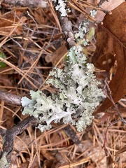 Parmotrema hypotropum