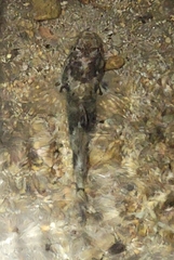 Odontobutis obscurus