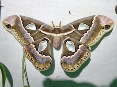 Rothschildia cinctus
