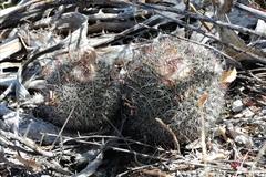 Mammillaria mystax
