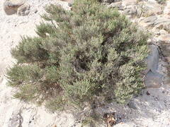 Salicornia littorea