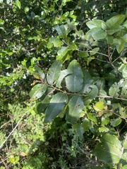 Maytenus peduncularis