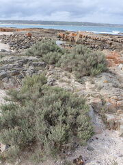 Salicornia littorea