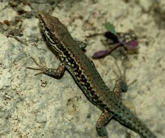 Podarcis muralis