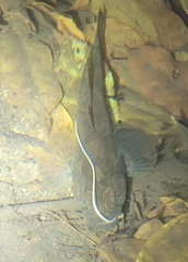 Odontobutis obscurus