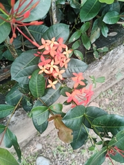Ixora coccinea
