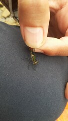 Chlorolestes tessellatus