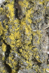 Chrysothrix candelaris