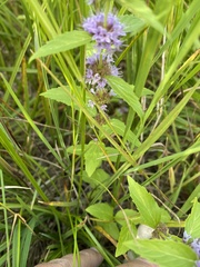Mentha