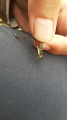 Chlorolestes tessellatus