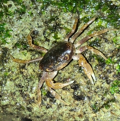 Geothelphusa dehaani