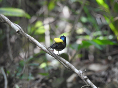 Aethopyga christinae