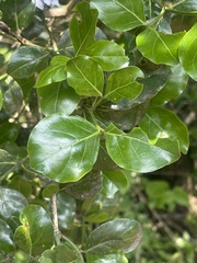 Psydrax obovata elliptica