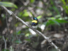 Aethopyga christinae