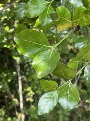 Psydrax obovata elliptica