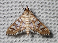 Epipagis fenestralis