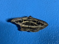 Spirama